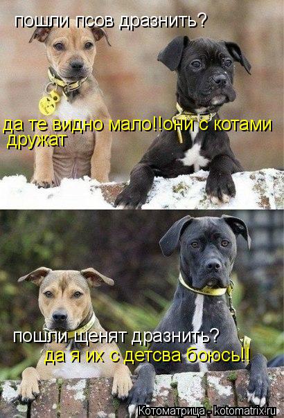 пошли псов дразнить? да те видно мало!!они с котами дружат пошли щенят дразнить? да я их с детсва бою... Котоматрица: пошли псов дразнить? да те видно мало!!они с котами дружат пошли щенят дразнить? да я их с детсва боюсь!!