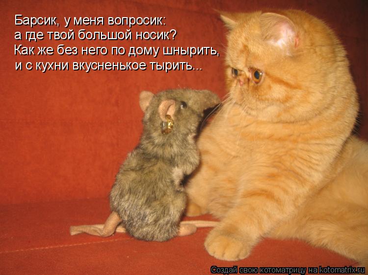 Барсик, у меня вопросик: а где твой большой носик? Как же без него по дому шнырить, и с кухни вкусне... Котоматрица: Барсик, у меня вопросик: а где твой большой носик? Как же без него по дому шнырить, и с кухни вкусненькое тырить...