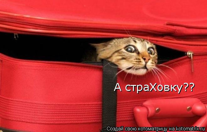 А страХовку??... Котоматрица: А страХовку??