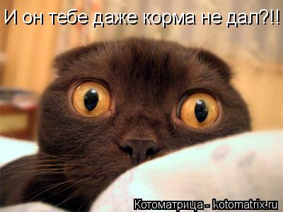 И он тебе даже корма не дал?!!... Котоматрица: И он тебе даже корма не дал?!!