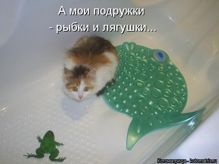 А мои подружки - рыбки и лягушки...... Котоматрица: А мои подружки - рыбки и лягушки...