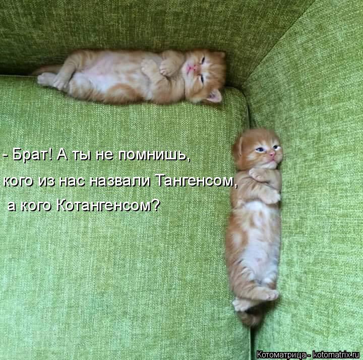 - Брат! А ты не помнишь, кого из нас назвали Тангенсом, а кого Котангенсом?... Котоматрица: - Брат! А ты не помнишь, кого из нас назвали Тангенсом, а кого Котангенсом?