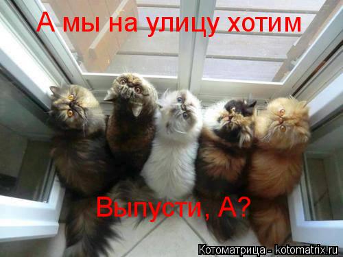 А мы на улицу хотим Выпусти, А?... Котоматрица: А мы на улицу хотим Выпусти, А?