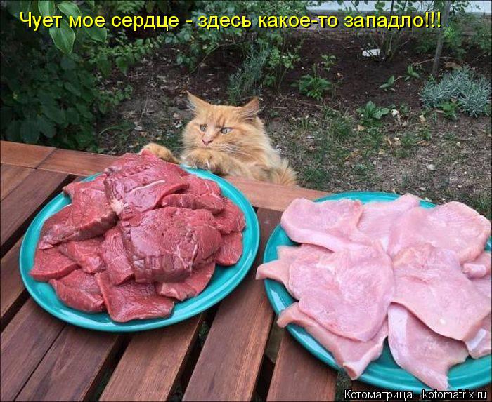 Чует мое сердце - здесь какое-то западло!!!... Котоматрица: Чует мое сердце - здесь какое-то западло!!!