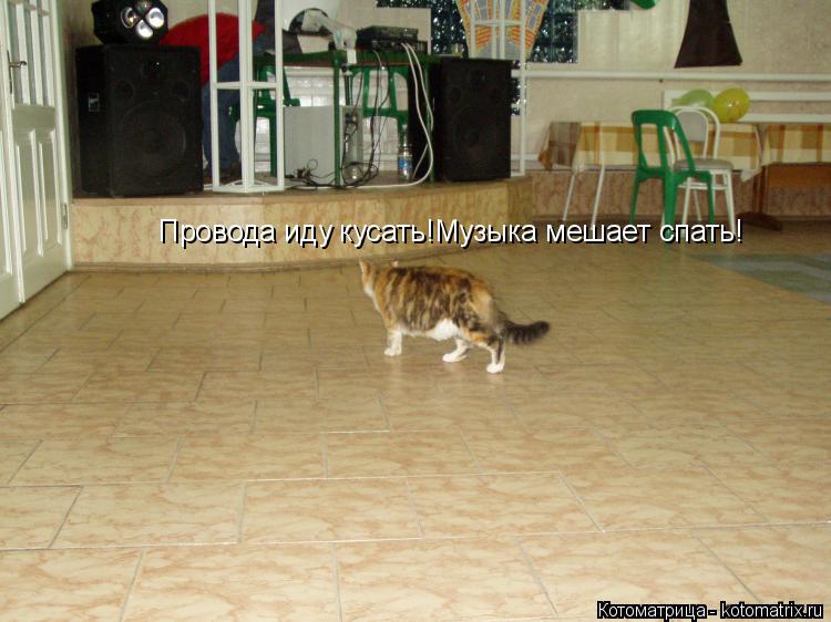 Провода иду кусать!Музыка мешает спать!... Котоматрица: Провода иду кусать!Музыка мешает спать!