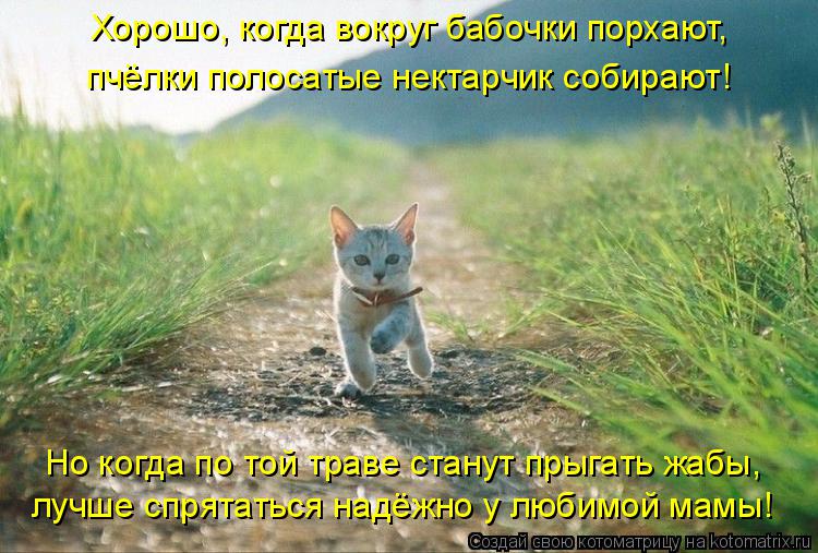 Хорошо, когда вокруг бабочки порхают, пчёлки полосатые нектарчик собирают! Но когда по той траве ста... Котоматрица: Хорошо, когда вокруг бабочки порхают, пчёлки полосатые нектарчик собирают! Но когда по той траве станут прыгать жабы, лучше спрятаться над