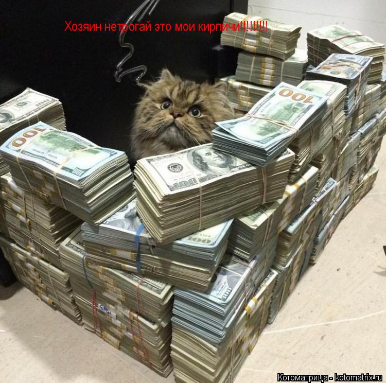Хозяин нетрогай это мои кирпичи!!!!!!!!!... Котоматрица: Хозяин нетрогай это мои кирпичи!!!!!!!!!