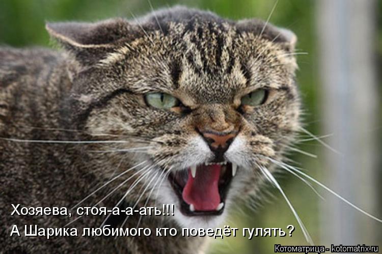 А Шарика любимого кто поведёт гулять? Хозяева, стоя-а-а-ать!!!... Котоматрица: А Шарика любимого кто поведёт гулять? Хозяева, стоя-а-а-ать!!!