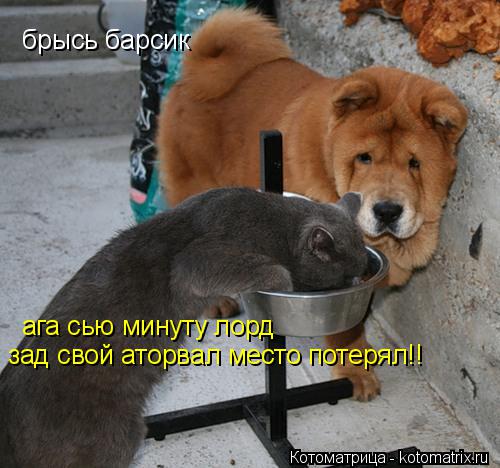 брысь барсик ага сью минуту лорд зад свой аторвал место потерял!!... Котоматрица: брысь барсик ага сью минуту лорд зад свой аторвал место потерял!!
