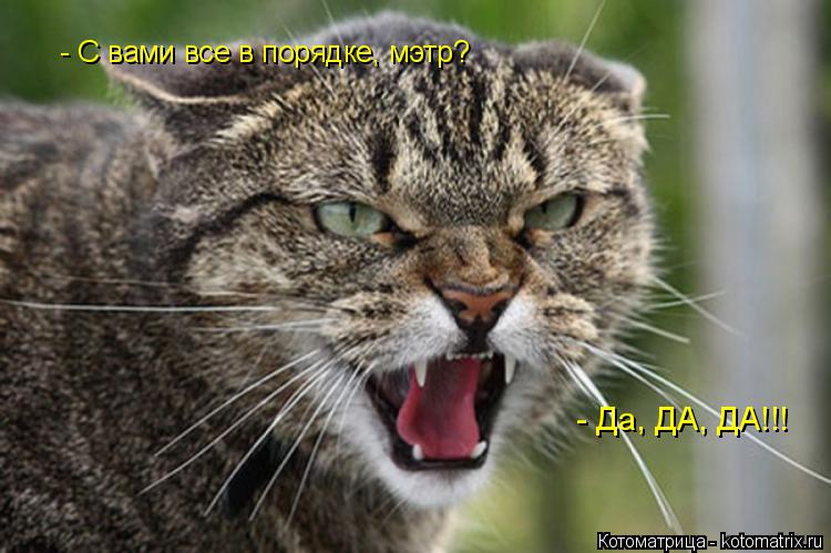 - С вами все в порядке, мэтр? - Да, ДА, ДА!!!... Котоматрица: - С вами все в порядке, мэтр? - Да, ДА, ДА!!!