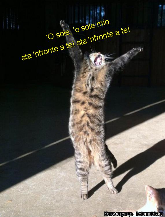'O sole, 'o sole mio sta 'nfronte a te! sta 'nfronte a te!... Котоматрица: 'O sole, 'o sole mio sta 'nfronte a te! sta 'nfronte a te!