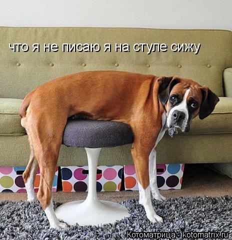 что я не писаю я на стуле сижу... Котоматрица: что я не писаю я на стуле сижу