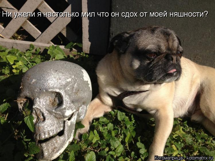 Ни ужели я настолько мил что он сдох от моей няшности?... Котоматрица: Ни ужели я настолько мил что он сдох от моей няшности?