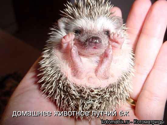 домашнее животное лутчий ёж... Котоматрица: домашнее животное лутчий ёж