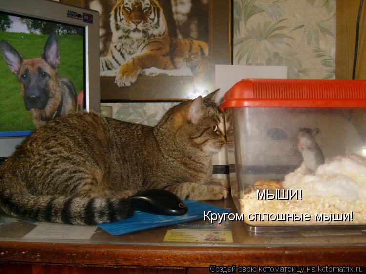 МЫШИ! Кругом сплошные мыши!... Котоматрица: МЫШИ! Кругом сплошные мыши!