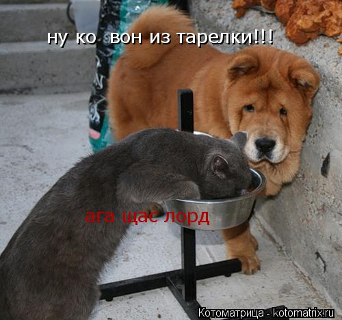 ну ко вон из тарелки!!! ага щас лорд... Котоматрица: ну ко вон из тарелки!!! ага щас лорд