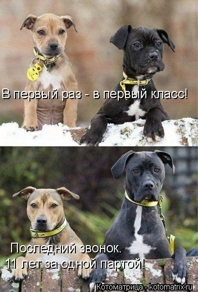 В первый раз - в первый класс! Последний звонок. 11 лет за одной партой!... Котоматрица: В первый раз - в первый класс! Последний звонок. 11 лет за одной партой!