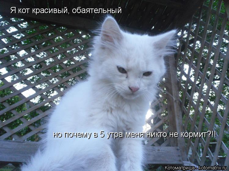 Я кот красивый, обаятельный но почему в 5 утра меня никто не кормит?!!... Котоматрица: Я кот красивый, обаятельный но почему в 5 утра меня никто не кормит?!!