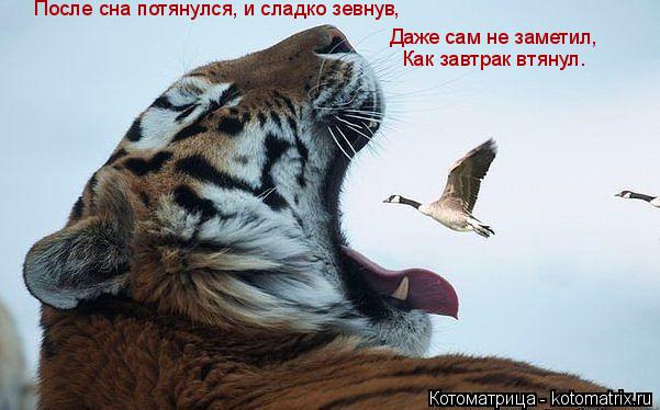 После сна потянулся, и сладко зевнув, Даже сам не заметил, Как завтрак втянул.... Котоматрица: После сна потянулся, и сладко зевнув, Даже сам не заметил, Как завтрак втянул.