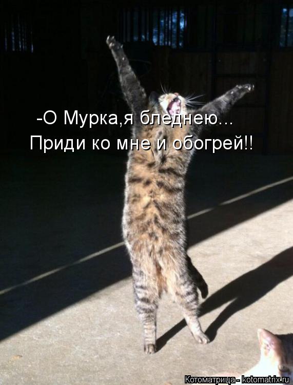 -О Мурка,я бледнею... Приди ко мне и обогрей!!... Котоматрица: -О Мурка,я бледнею... Приди ко мне и обогрей!!