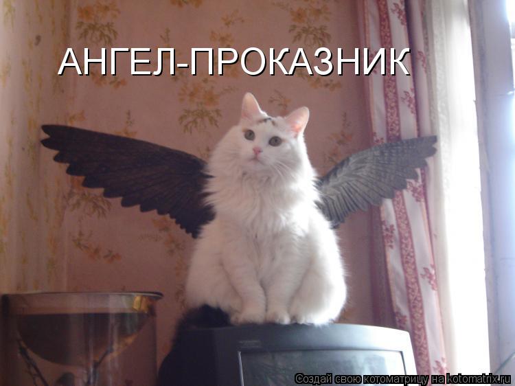 АНГЕЛ-ПРОКАЗНИК... Котоматрица: АНГЕЛ-ПРОКАЗНИК