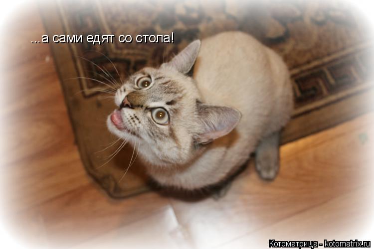 ...а сами едят со стола!... Котоматрица: ...а сами едят со стола!