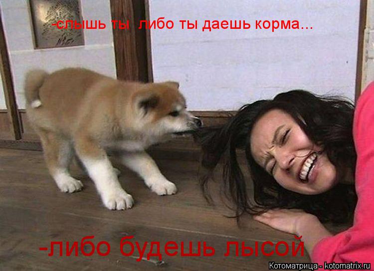 -слышь ты либо ты даешь корма... -либо будешь лысой... Котоматрица: -слышь ты либо ты даешь корма... -либо будешь лысой