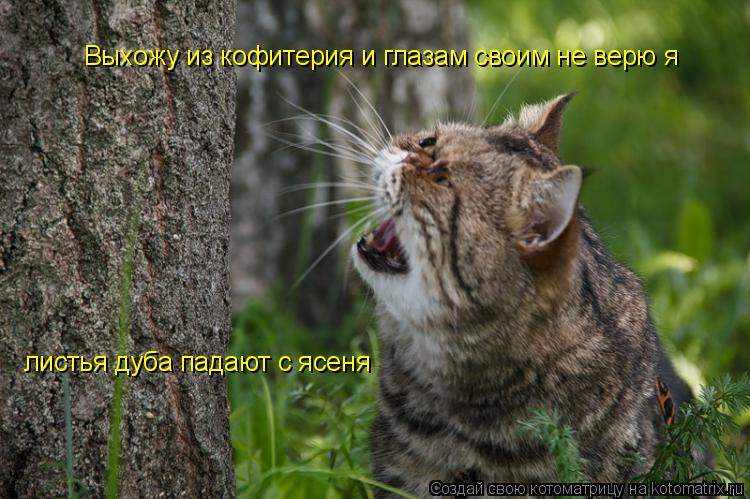 Выхожу из кофитерия и глазам своим не верю я листья дуба падают с ясеня... Котоматрица: Выхожу из кофитерия и глазам своим не верю я листья дуба падают с ясеня