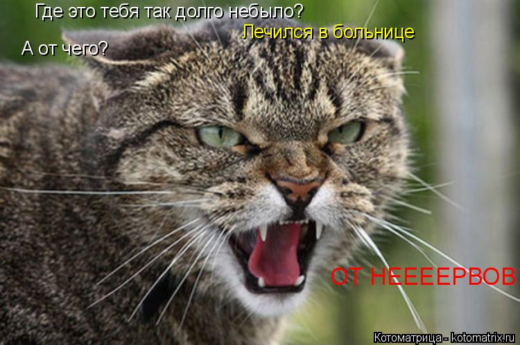 Где это тебя так долго небыло? Лечился в больнице А от чего? ОТ НЕЕЕЕРВОВ!... Котоматрица: Где это тебя так долго небыло? Лечился в больнице А от чего? ОТ НЕЕЕЕРВОВ!