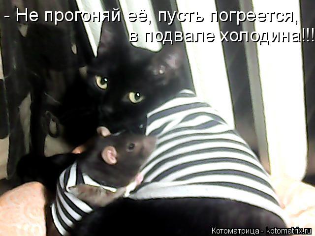 - Не прогоняй её, пусть погреется, в подвале холодина!!!... Котоматрица: - Не прогоняй её, пусть погреется, в подвале холодина!!!