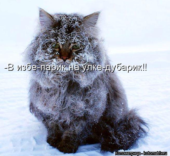 -В избе-парик,на улке-дубарик!!... Котоматрица: -В избе-парик,на улке-дубарик!!