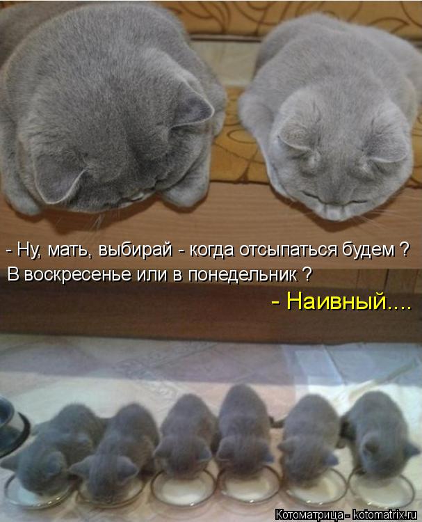 - Ну, мать, выбирай - когда отсыпаться будем ? В воскресенье или в понедельник ? - Наивный....... Котоматрица: - Ну, мать, выбирай - когда отсыпаться будем ? В воскресенье или в понедельник ? - Наивный....