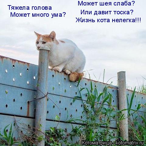 Тяжела голова Может много ума? Может шея слаба? Или давит тоска? Жизнь кота нелегка!!!... Котоматрица: Тяжела голова Может много ума? Может шея слаба? Или давит тоска? Жизнь кота нелегка!!!