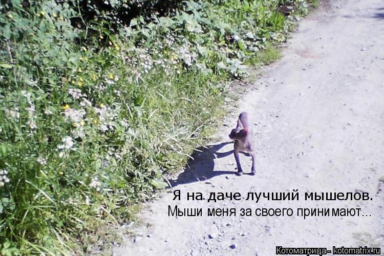 Я на даче лучший мышелов. Мыши меня за своего принимают...... Котоматрица: Я на даче лучший мышелов. Мыши меня за своего принимают...