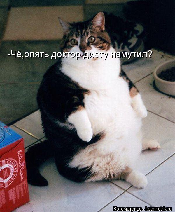 -Чё,опять доктор диету намутил?... Котоматрица: -Чё,опять доктор диету намутил?