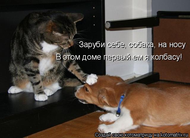 Заруби себе, собака, на носу В этом доме первый ем я колбасу!... Котоматрица: Заруби себе, собака, на носу В этом доме первый ем я колбасу!