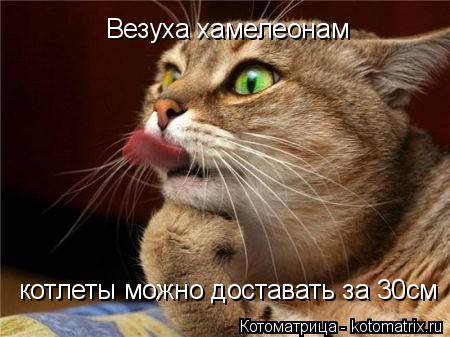 Везуха хамелеонам котлеты можно доставать за 30см... Котоматрица: Везуха хамелеонам котлеты можно доставать за 30см