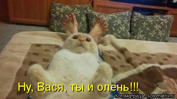 Ну, Вася, ты и олень!!!... Котоматрица: Ну, Вася, ты и олень!!!