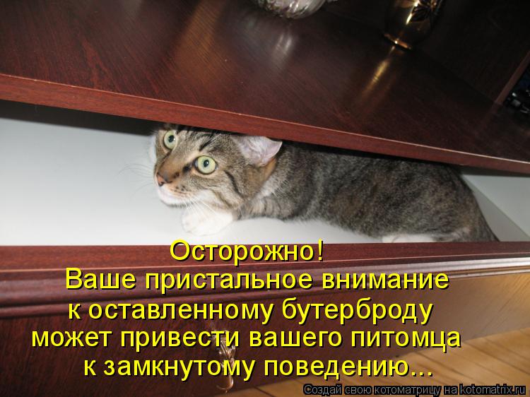 к замкнутому поведению... Осторожно! Ваше пристальное внимание может привести вашего питомца к остав... Котоматрица: к замкнутому поведению... Осторожно! Ваше пристальное внимание может привести вашего питомца к оставленному бутерброду