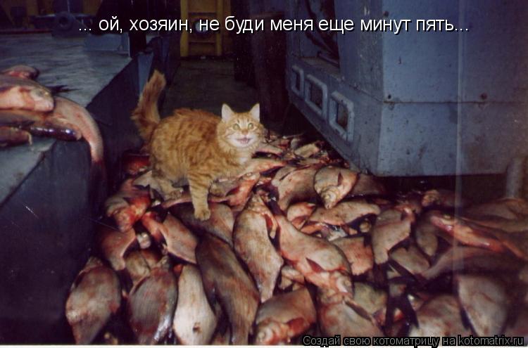 Котоматрица: ... ой, хозяин, не буди меня еще минут пять...