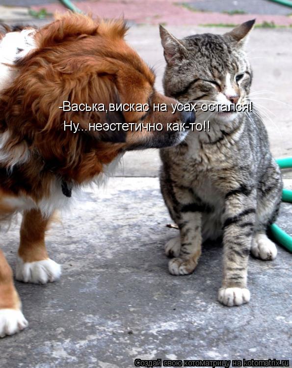 -Васька,вискас на усах остался! Ну...неэстетично как-то!!... Котоматрица: -Васька,вискас на усах остался! Ну...неэстетично как-то!!