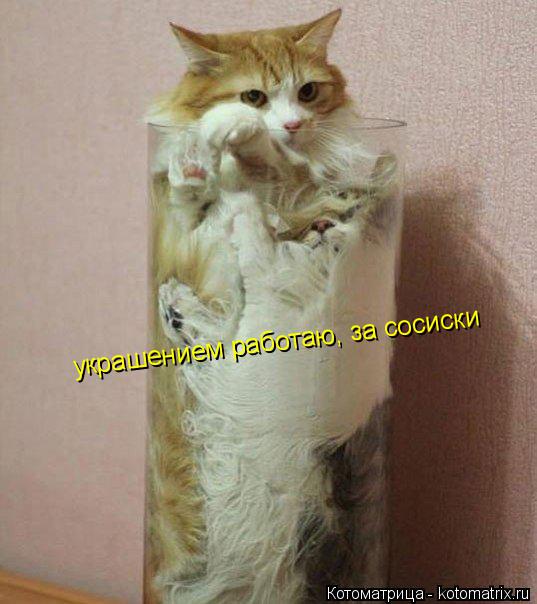 украшением работаю, за сосиски... Котоматрица: украшением работаю, за сосиски