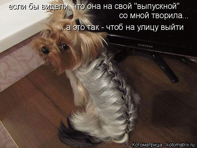 если бы видели, что она на свой "выпускной" со мной творила... ...а это так - чтоб на улицу выйти... Котоматрица: если бы видели, что она на свой "выпускной" со мной творила... ...а это так - чтоб на улицу выйти