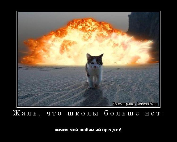 Жаль, что школы больше нет: химия мой любимый предмет!... Котоматрица: Жаль, что школы больше нет: химия мой любимый предмет!