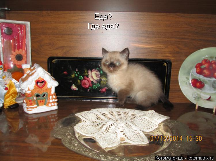Еда? Где еда?... Котоматрица: Еда? Где еда?
