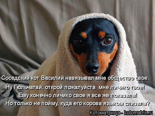 Но только не пойму, куда его корова языком слизала? Ему конечно личико свое я все же показала! Соседс... Котоматрица: Но только не пойму, куда его корова языком слизала? Ему конечно личико свое я все же показала! Соседский кот Василий навязывал мне общество