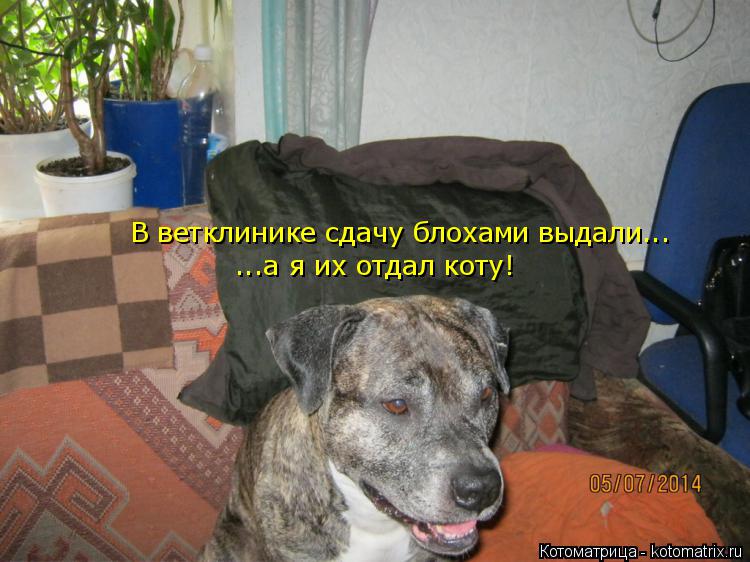 В ветклинике сдачу блохами выдали... ...а я их отдал коту!... Котоматрица: В ветклинике сдачу блохами выдали... ...а я их отдал коту!