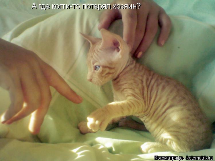 А где когти-то потерял,хозяин?... Котоматрица: А где когти-то потерял,хозяин?
