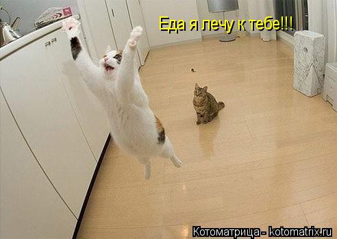 Еда я лечу к тебе!!!... Котоматрица: Еда я лечу к тебе!!!