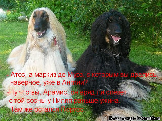 - Атос, а маркиз де Мурз, с которым вы дрались, наверное, уже в Англии? -Ну что вы, Арамис, он вряд л... Котоматрица: - Атос, а маркиз де Мурз, с которым вы дрались, наверное, уже в Англии? -Ну что вы, Арамис, он вряд ли слезет с той сосны у Лилля раньше ужина. Та